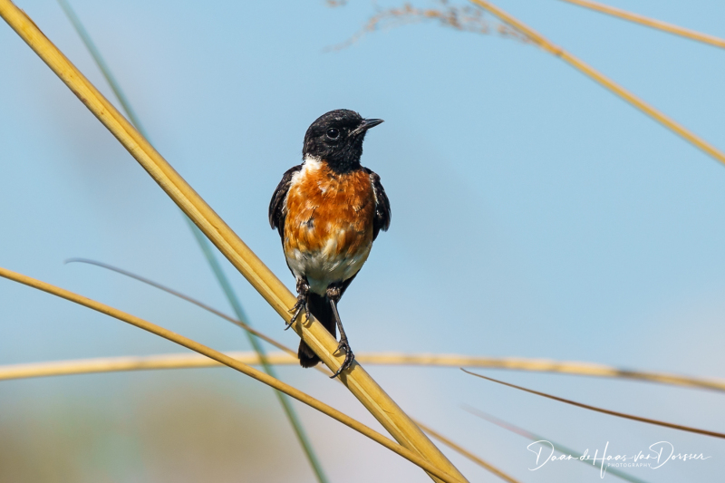 Botswana-Namibie-0079