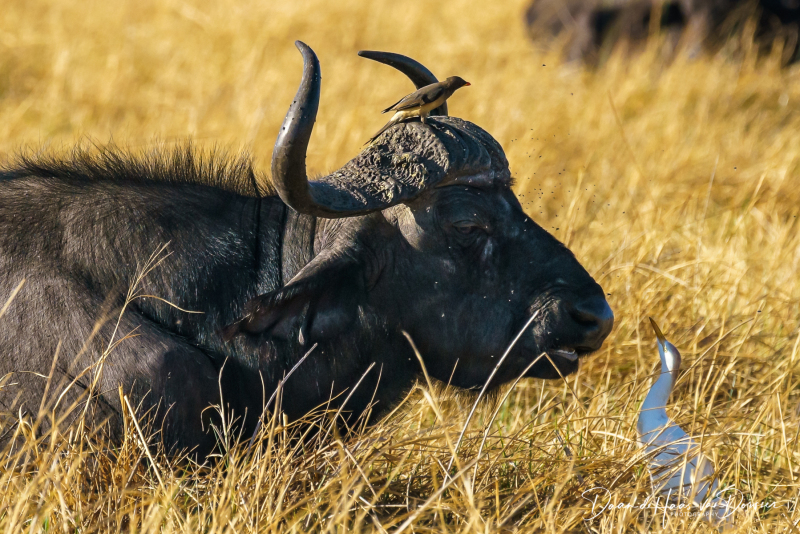 Botswana-Namibie-0082
