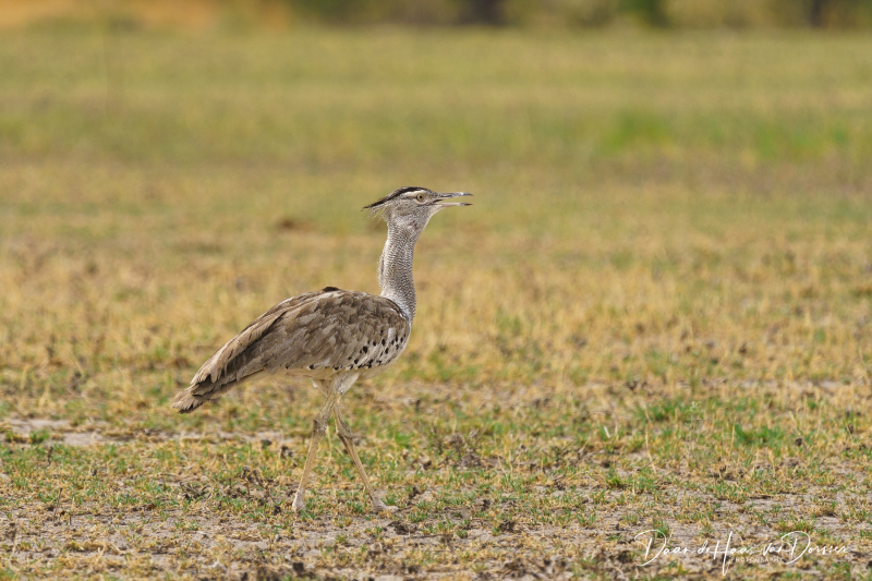 Botswana-Namibie-0098