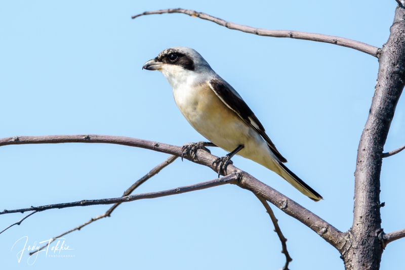 Botswana-Namibie-0114