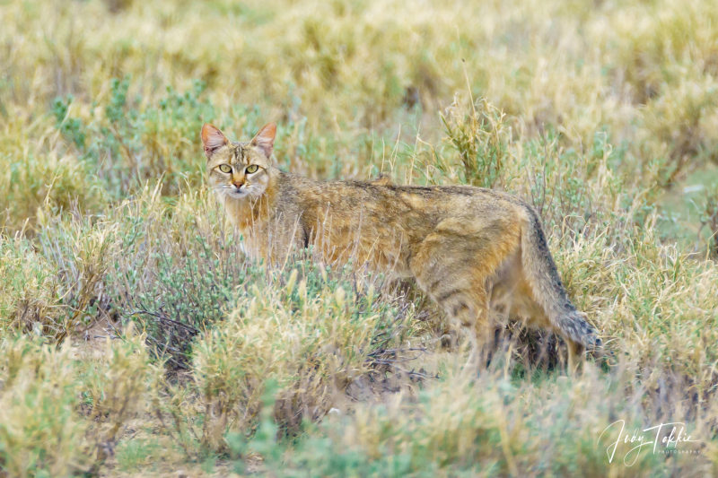 Botswana-Namibie-0132