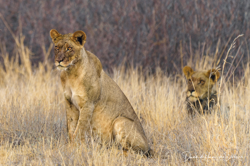 Botswana-Namibie-0141